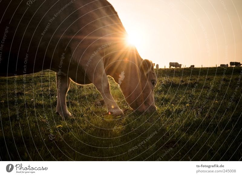 Abendmahl Umwelt Natur Pflanze Tier Himmel Wolkenloser Himmel Horizont Sonne Sommer Schönes Wetter Gras Wiese Nutztier Kuh 1 Herde braun grün Kuhherde Weide