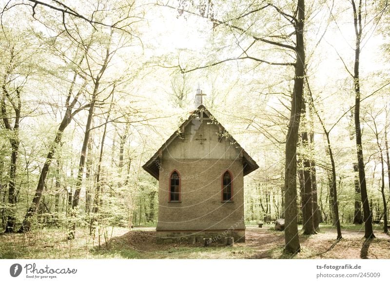 The Forest Band (Waldkapelle) Umwelt Landschaft Frühling Pflanze Baum Haus Kirche Ruine Bauwerk Wahrzeichen grün Glaube Religion & Glaube Kapelle Holzkirche