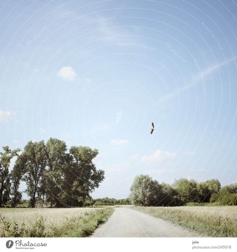 feldweg Umwelt Natur Landschaft Pflanze Tier Himmel Baum Gras Sträucher Feld Wege & Pfade Wildtier Vogel Storch 1 Unendlichkeit natürlich blau grün Farbfoto