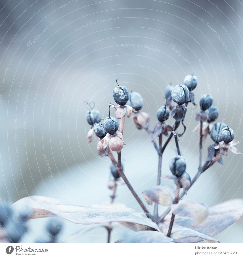 Samen der Johanniskraut Staude Design Dekoration & Verzierung Trauerkarte Trauerfeier Beerdigung Natur Pflanze Herbst Winter Blume Garten Park verblüht kalt