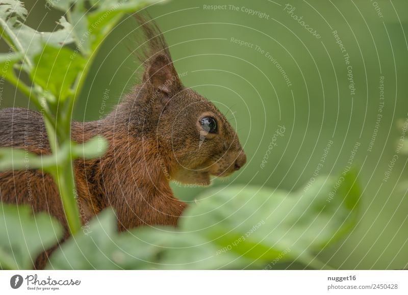 Eichhörnchen III Umwelt Natur Tier Frühling Sommer Herbst Klima Schönes Wetter Pflanze Sträucher Grünpflanze Garten Park Wiese Wald Wildtier Tiergesicht Fell