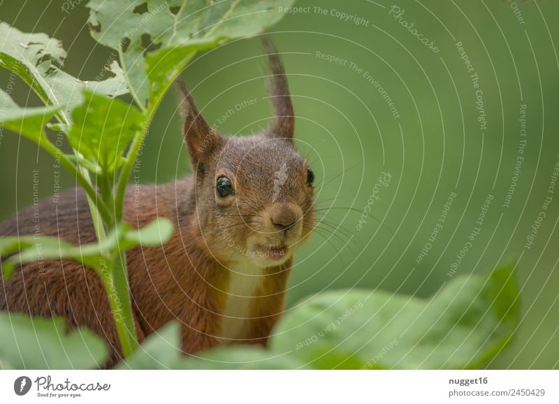 Eichhörnchen II Umwelt Natur Pflanze Tier Frühling Sommer Herbst Klima Schönes Wetter Baum Sträucher Garten Park Wald Wildtier Tiergesicht Fell Krallen Pfote 1