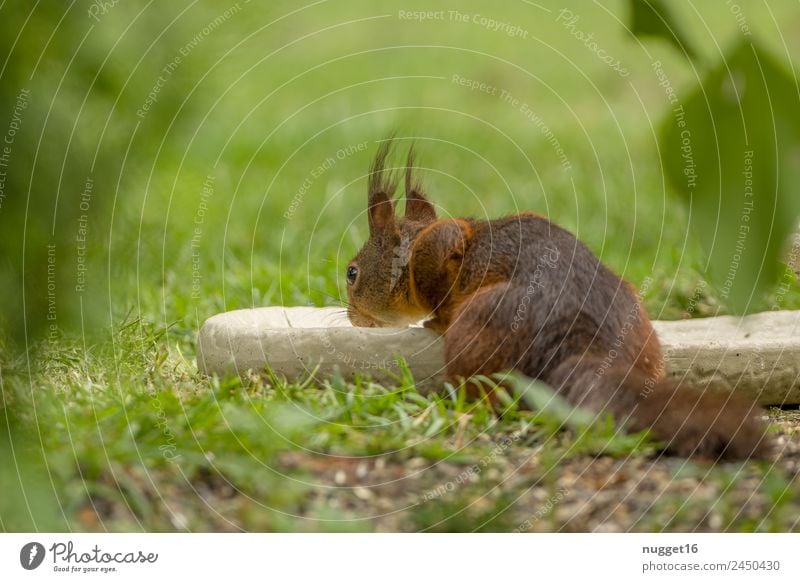 Eichhörnchen Umwelt Natur Pflanze Tier Sonne Frühling Sommer Herbst Klima Schönes Wetter Gras Sträucher Garten Park Wiese Wald Wildtier Tiergesicht Fell Krallen