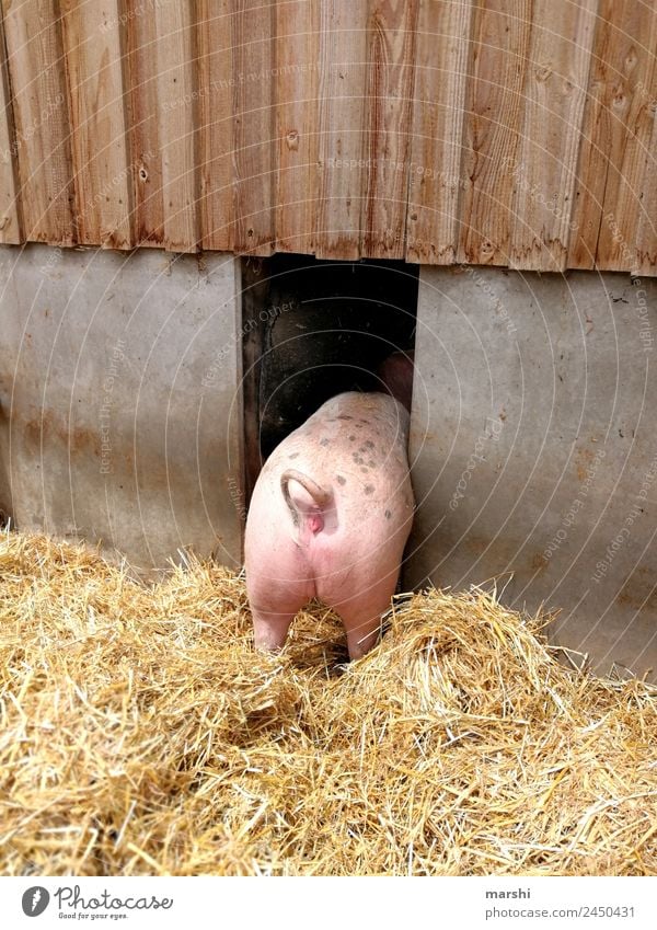 Schwein gehabt Natur Tier Haustier Nutztier 1 Gefühle Sau Hinterteil Stroh Bauernhof Ferkel Landwirtschaft Wurstwaren Tierschutz Stall Farbfoto Außenaufnahme