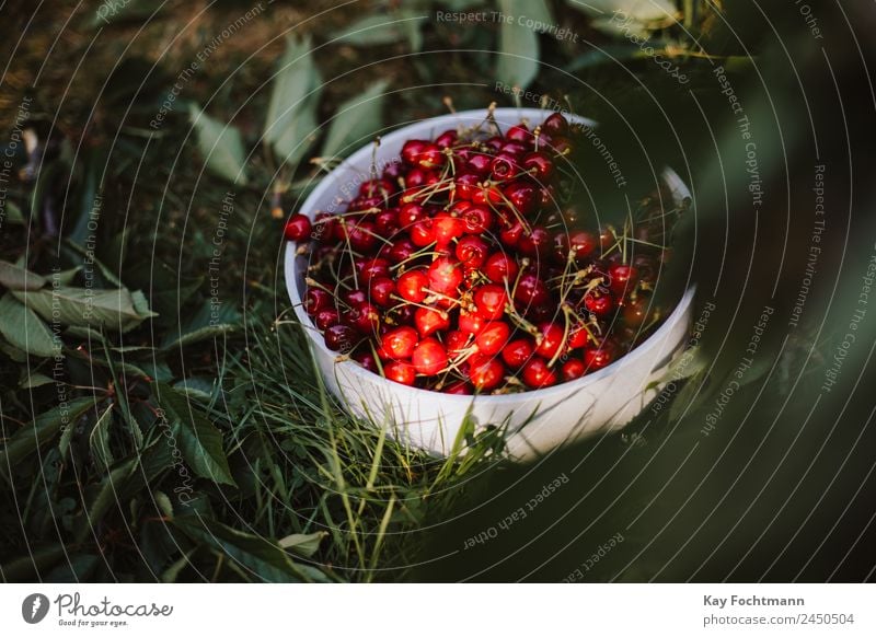 Schüssel voller reifer Kirschen im Sonnenlicht Frucht Ernährung Picknick Bioprodukte Schalen & Schüsseln Gesunde Ernährung Leben harmonisch Ausflug Sommer