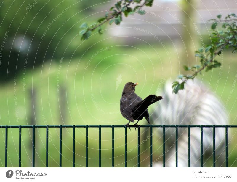 Hallo Marty! Umwelt Natur Pflanze Tier Baum Blatt Wildtier Vogel Zoo hell nah natürlich Amsel Zebra Säugetier Zaun Farbfoto mehrfarbig Außenaufnahme Tag Licht