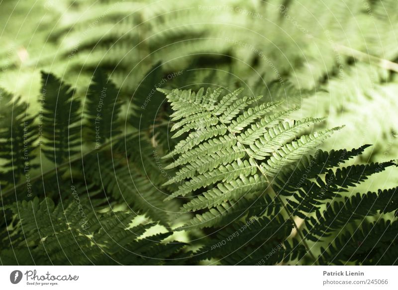 Can´t Stop Rock `n´ Roll Zufriedenheit Sommer Natur Pflanze Sonnenlicht Farn Grünpflanze Wildpflanze Freundlichkeit Fröhlichkeit blau grün Optimismus Mut