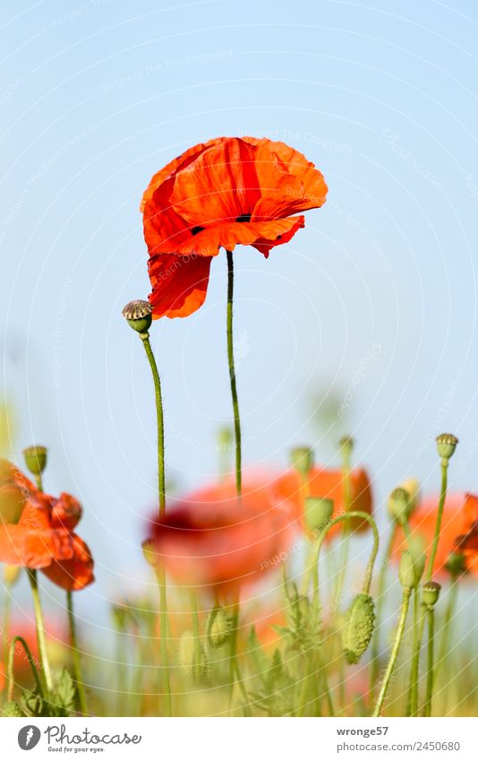 Blühender Mohn Pflanze Sommer Schönes Wetter Blüte Nutzpflanze Wiese Feld blau grün rot Mohnblüte Mohnfeld Nahaufnahme Hochformat sommerlich Farbfoto mehrfarbig