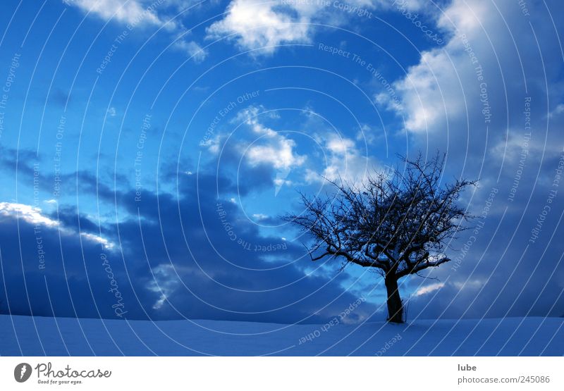 Baum mit blauem Hintergrund Winter Schnee Winterurlaub Umwelt Natur Landschaft Himmel Gewitterwolken Nachthimmel Klima Wetter Stimmung Trauer einsam einzeln