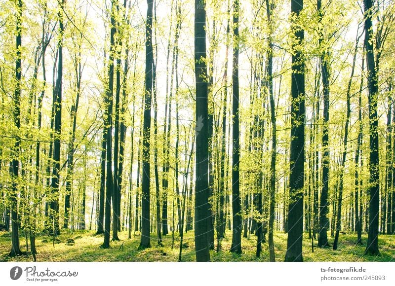 Försters Freude Umwelt Natur Landschaft Pflanze Urelemente Erde Frühling Schönes Wetter Baum Gras Wald Blühend leuchten Wachstum schön grün Lebensfreude