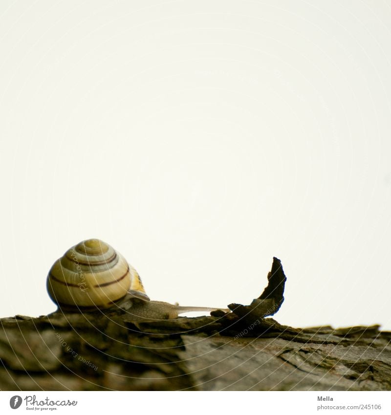 Immer weiter Umwelt Natur Tier Baumrinde Schnecke Schneckenhaus 1 klein natürlich niedlich Zeit krabbeln langsam Farbfoto Außenaufnahme Menschenleer