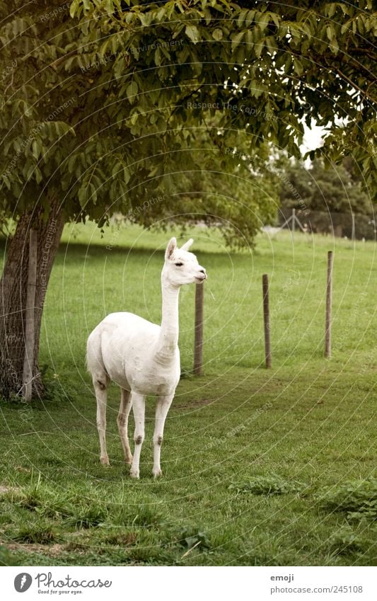 cooles Lama mit Grashalm Tier Nutztier Streichelzoo 1 weiß vierbeiner Farbfoto Außenaufnahme Menschenleer Textfreiraum rechts Tag Tierporträt Ganzkörperaufnahme