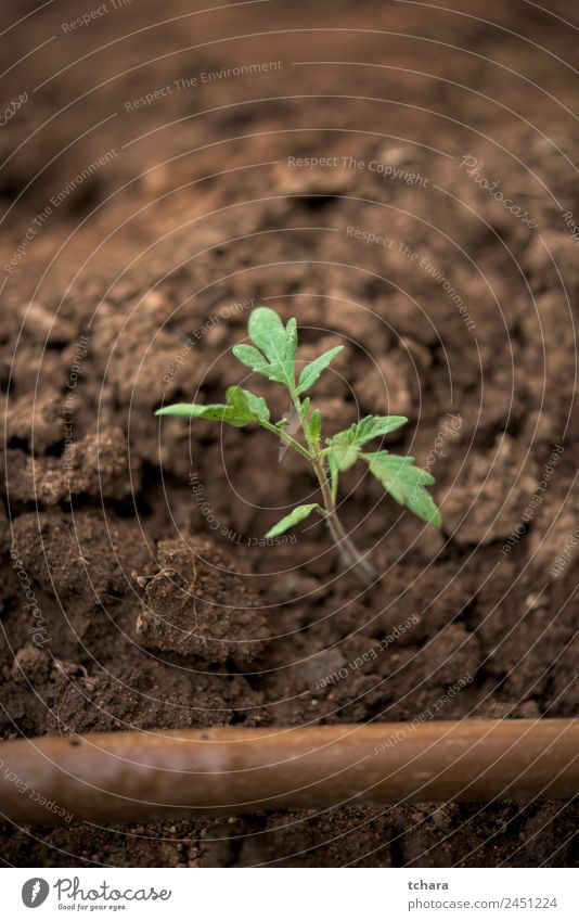 Tomatenpflanze und Tropfbewässerungssystem Gemüse Kaffee Geld Leben Garten Gartenarbeit Kapitalwirtschaft Business Umwelt Natur Pflanze Erde Frühling Baum Blatt