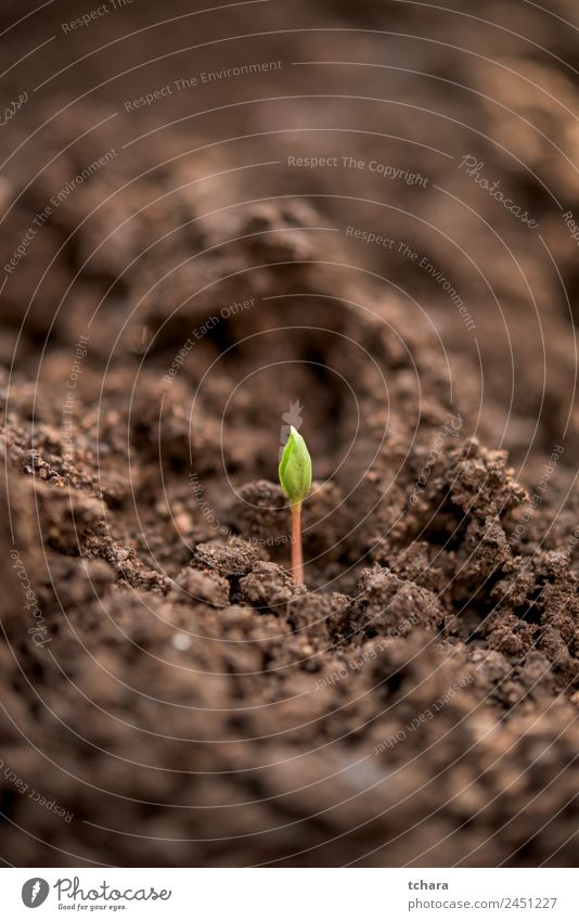 Neue Anlage - neues Leben Gemüse Kaffee Geld Garten Gartenarbeit Kapitalwirtschaft Business Umwelt Natur Pflanze Erde Frühling Baum Blatt Wachstum frisch klein