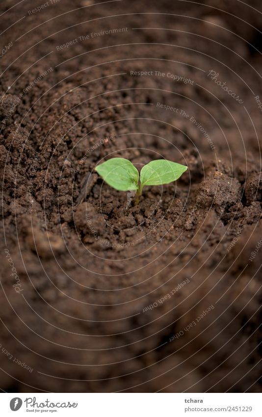 Neues Werk Gemüse Kaffee Geld Leben Garten Gartenarbeit Kapitalwirtschaft Business Umwelt Natur Pflanze Erde Frühling Baum Blatt Wachstum frisch klein natürlich