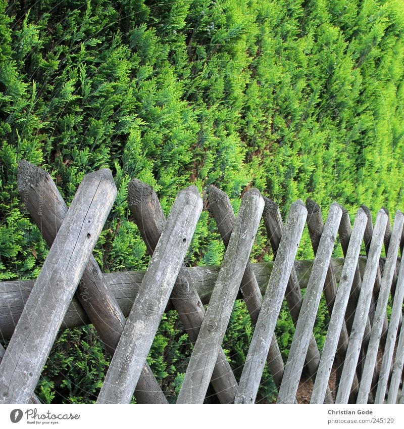 Grundstücksgrenze Holz braun Jägerzaun Zaun Zaunpfahl Zaunlücke Quadrat Holzbrett Sträucher grün Grünpflanze Rücken Garten Gartenzaun Barriere Straße