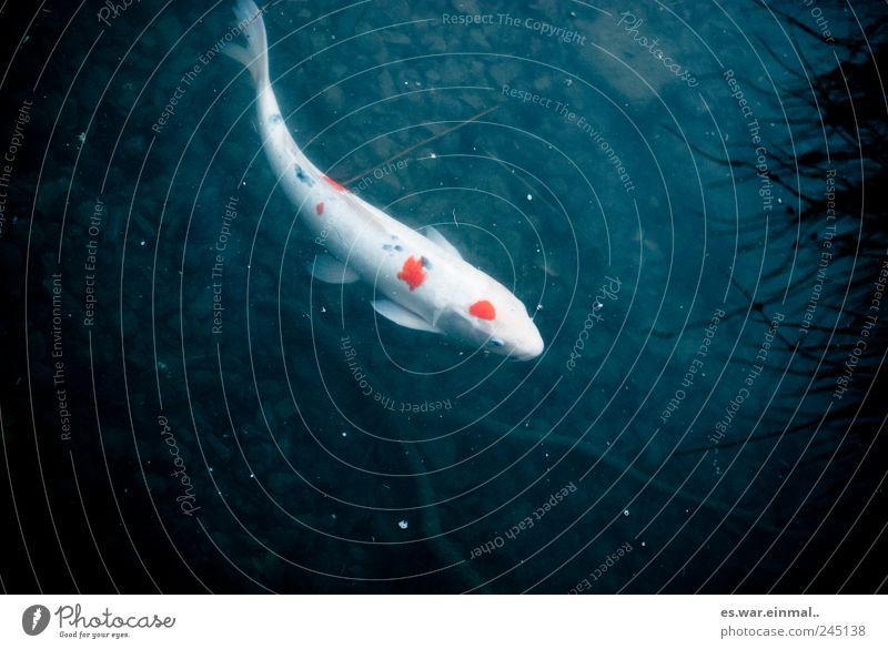 KOI Fisch Koi schleimig Geschwindigkeit schön Schuppen weiß Farbfoto