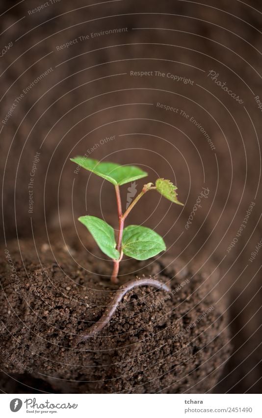 Neues Leben - junge Pflanze und Wurm Gemüse Kaffee Geld Garten Gartenarbeit Kapitalwirtschaft Business Umwelt Natur Erde Frühling Baum Blatt Wachstum frisch