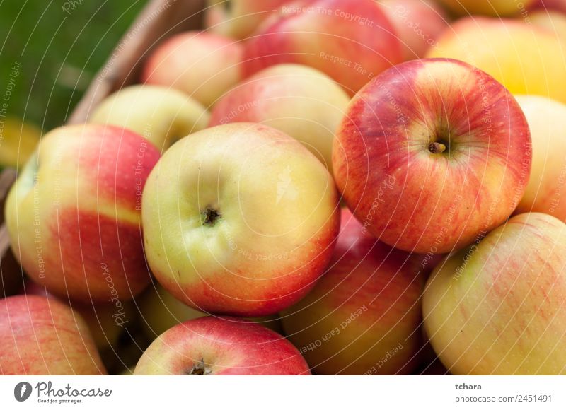 Rote und gelbe reife Äpfel Frucht Apfel Ernährung Diät Natur Herbst Baum Blatt Container Verpackung Holz alt frisch lecker natürlich gold grün rot Farbe Ernte