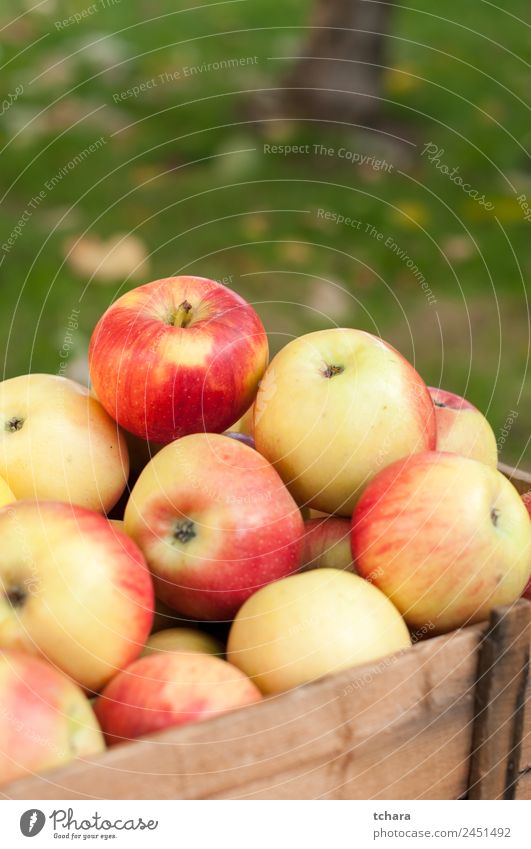 Reife Äpfel Frucht Apfel Ernährung Diät Natur Herbst Baum Blatt Container Verpackung Holz alt frisch lecker natürlich gelb gold grün rot Farbe Ernte Kiste