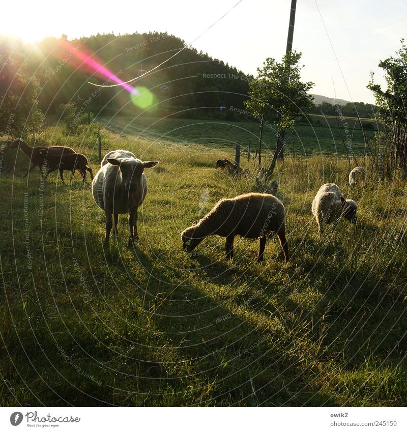 Schaflied Energiewirtschaft Strommast Kabel Umwelt Natur Landschaft Pflanze Tier Himmel Klima Schönes Wetter Baum Gras Sträucher Wiese Hügel Tiergruppe