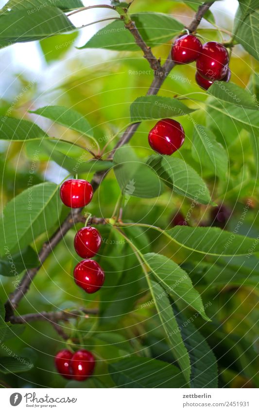 Kirschen (kurz vor der Ernte) Ast Baum Baumkrone Blatt Garten Schrebergarten Kleingartenkolonie Natur Frucht Obstgarten Pflanze Sommer Baumstamm Sträucher