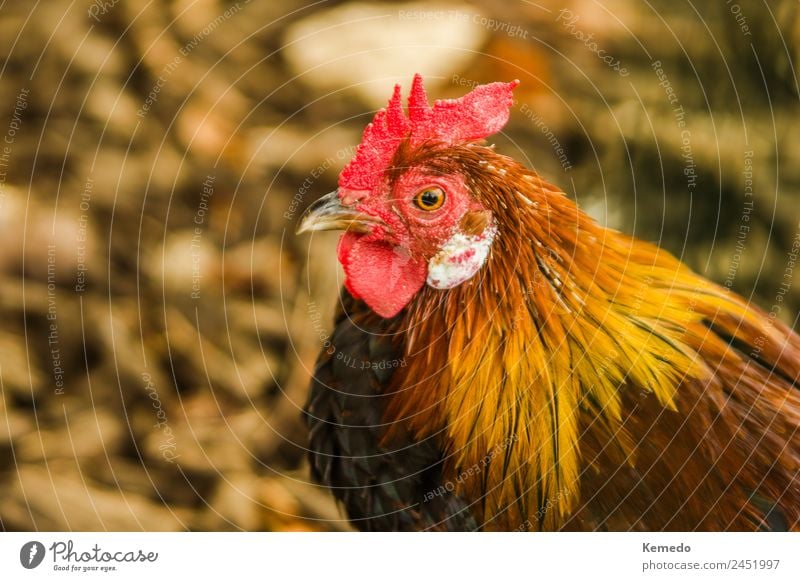 Schöner wilder Hahn auf dem Feld, verschwommener Effekt-Hintergrund. Natur Landschaft Tier Herbst Haustier Vogel Flügel natürlich agrar Schnabel Chanticleer.