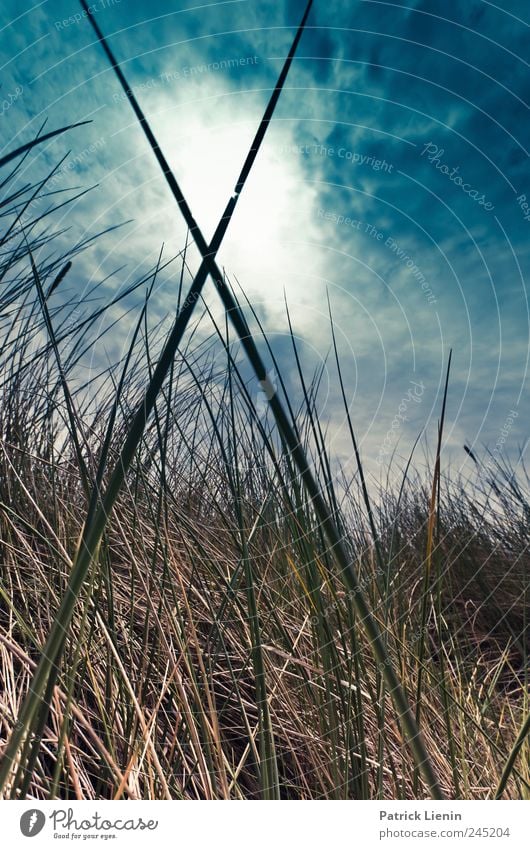 X Umwelt Natur Landschaft Pflanze Urelemente Erde Luft Himmel Wolken Gewitterwolken Sonnenlicht Klima Wetter schlechtes Wetter Gras Nordsee hoch Geschwindigkeit