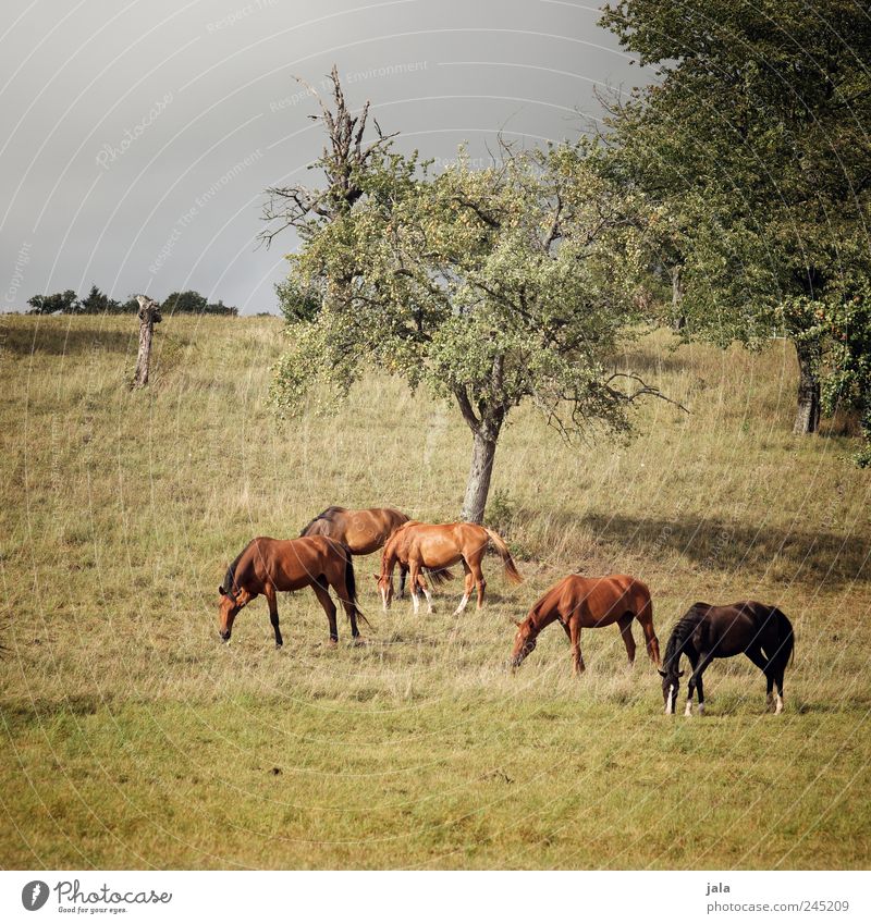 pferde Umwelt Natur Landschaft Pflanze Tier Erde Sommer Baum Gras Grünpflanze Nutzpflanze Wildpflanze Wiese Feld Nutztier Pferd Herde Fressen natürlich blau