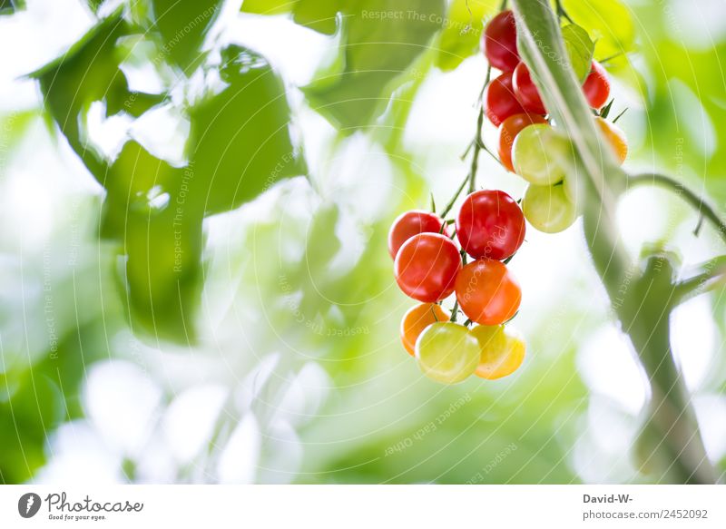 Tomaten Lebensmittel Gemüse Salat Salatbeilage Ernährung Bioprodukte Vegetarische Ernährung Diät elegant Gesundheit Gesundheitswesen Essen Erntedankfest Umwelt