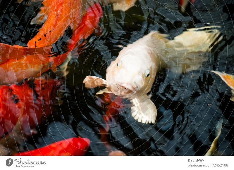 Kopf aus dem Wasser Kunst Umwelt Natur Tier Sommer Klima Klimawandel Wetter Schönes Wetter Dürre Teich See Fluss Fisch Zoo Aquarium Tiergruppe Schwarm