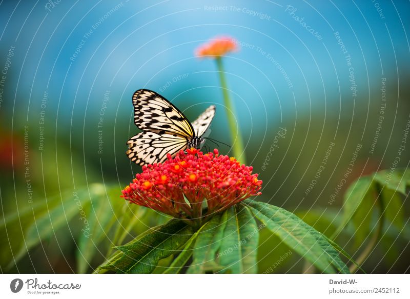 ein schöner Sommertag elegant Kunst Kunstwerk Gemälde Umwelt Natur Landschaft Pflanze Tier Luft Himmel Klima Klimawandel Schönes Wetter Grünpflanze Nutzpflanze