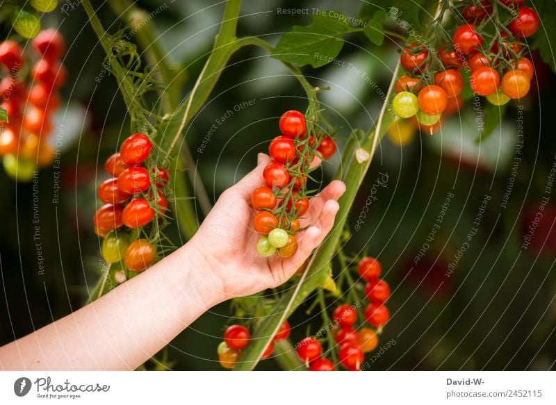 Tomaten ernten Lebensmittel Gemüse Salat Salatbeilage Ernährung Bioprodukte Vegetarische Ernährung Diät Italienische Küche Mensch Hand 1 Umwelt Natur Landschaft