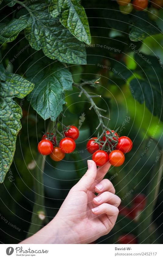 lecker und gesund Mensch feminin Hand Finger 1 Kunst Umwelt Natur Sommer Klima Klimawandel Schönes Wetter Pflanze Wachstum klein rund rot pflücken Ernte