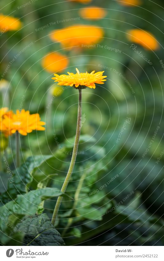 Gelbes Blümchen Kunst Kunstwerk Gemälde Umwelt Natur Landschaft Pflanze Sonne Sonnenlicht Sommer Klima Wetter Schönes Wetter Dürre Blume Grünpflanze Garten Park