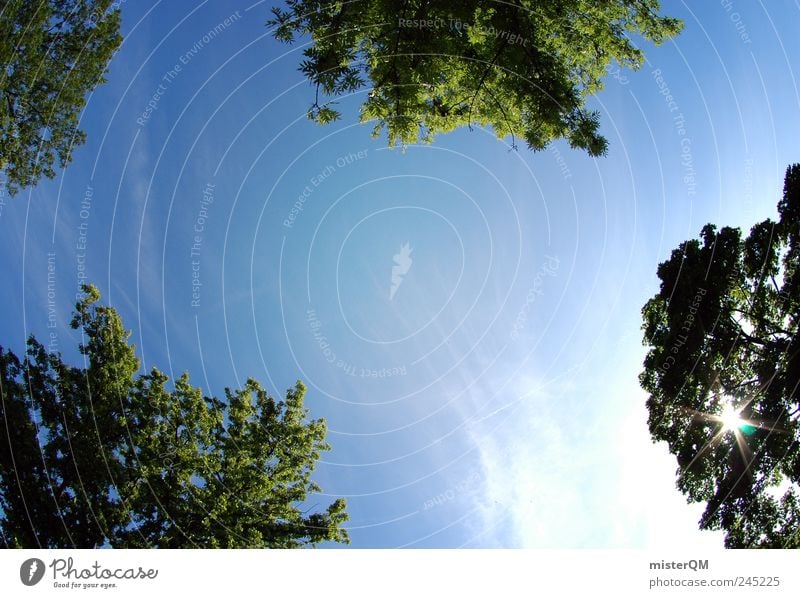 Sommer im Park. Umwelt Natur Landschaft Pflanze Erde Freiheit Himmel grün blau Blauer Himmel Baumkrone oben Muster sommerlich Sonne Sonnenenergie Sonnenbad