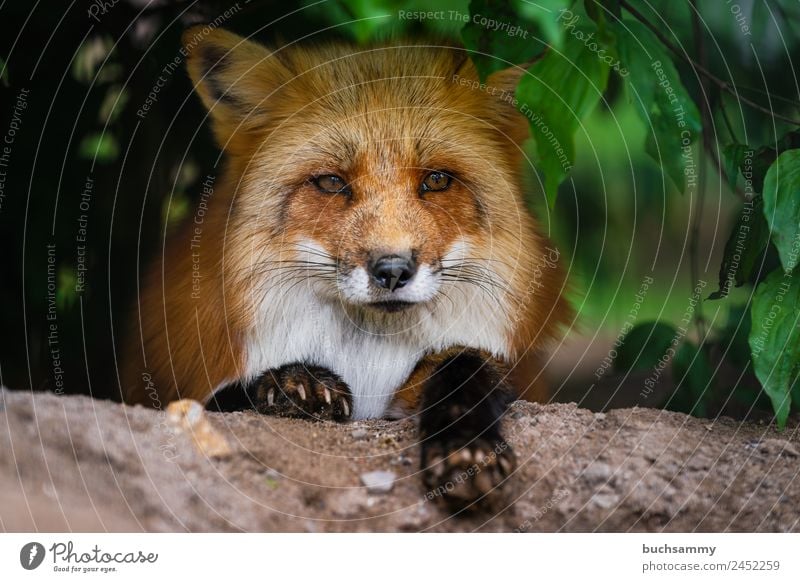 Rotfuchs Tier Wildtier Tiergesicht Fell Krallen Pfote Fuchs 1 klug rot Lebewesen Neugier Sträucher Säugetier Blick in die Kamera Natur freilebend liegen