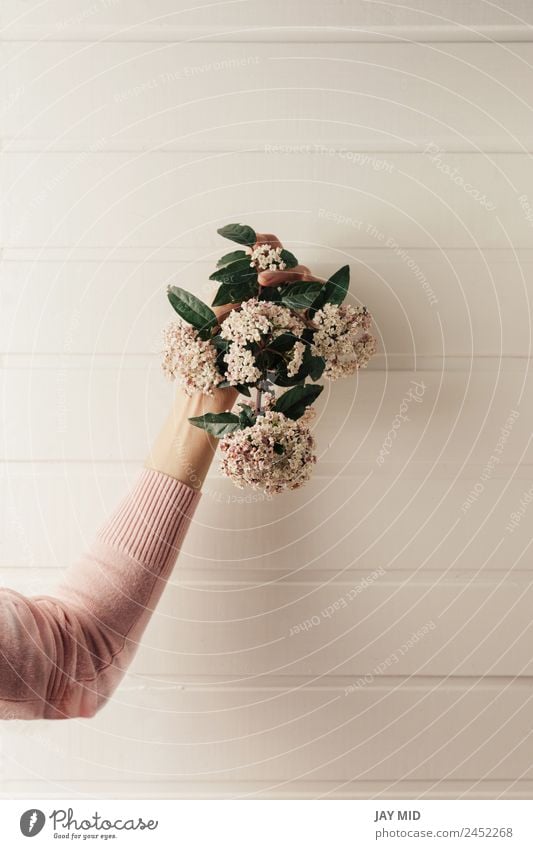 Hände halten einen kleinen Blumenstrauß aus rosa Blumen. Hand Halt Hintergrund weiß Tag Natur Beautyfotografie Frau geblümt Geschenk Frühling Zeit Blüte grün