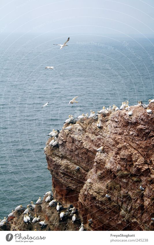 Gleich & gleich gesinnt sich gern Wasser Himmel Horizont Sommer Felsen Wellen Nordsee Meer Tier Tiergruppe fliegen Fressen Häusliches Leben Zusammensein