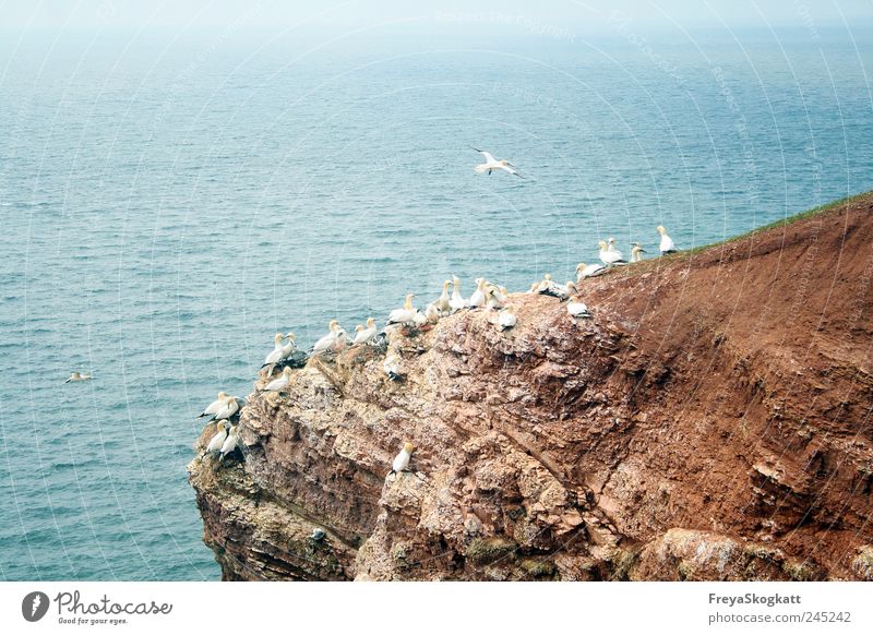 Kleine Möwe, fliegt nach Helgoland Natur Wasser Sommer Felsen Wellen Nordsee Tier Tiergruppe fliegen Ferne frei Zusammensein Unendlichkeit hoch blau braun weiß