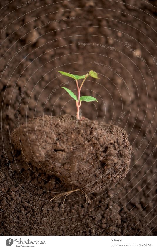 Neues Werk Gemüse Kaffee Geld Leben Garten Gartenarbeit Kapitalwirtschaft Business Umwelt Natur Pflanze Erde Frühling Baum Blatt Wachstum frisch klein natürlich