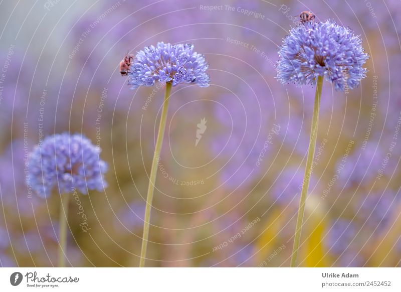 Zierlauch ( Allium ) - Natur Pflanze Tier Frühling Sommer Blume Blüte Porree Kugellauch Garten Park Wildtier Biene Insekt 2 Blühend frisch Gesundheit Wärme wild