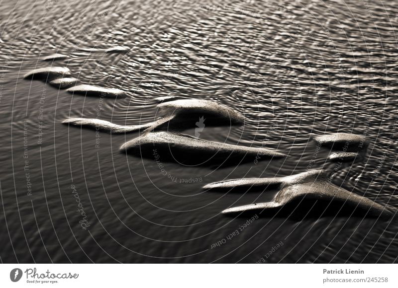 Spiekeroog | At the bottom Meer Umwelt Natur Urelemente Erde Wasser Wetter Wellen Küste Strand Nordsee Insel nass natürlich weich Freiheit Umweltschutz