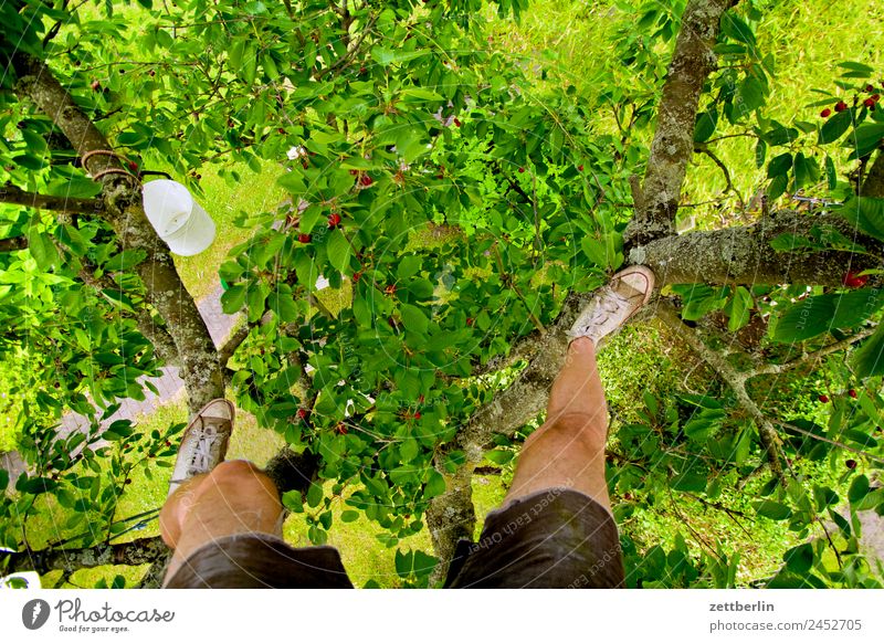 Kirschernte Ast Baum Baumkrone Blatt Ernte Garten Schrebergarten Kleingartenkolonie Natur Frucht Obstgarten Pflanze Sommer Baumstamm Sträucher Textfreiraum