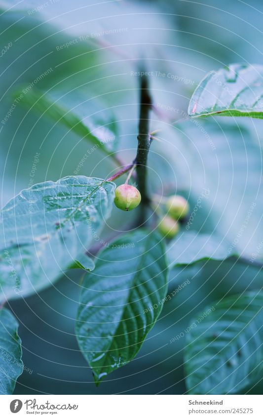 Gartenwelt Umwelt Natur Pflanze Sträucher Blatt Grünpflanze Wildpflanze Park ästhetisch nass Tropfen Frucht Stengel Blattadern grün Außenaufnahme Regen