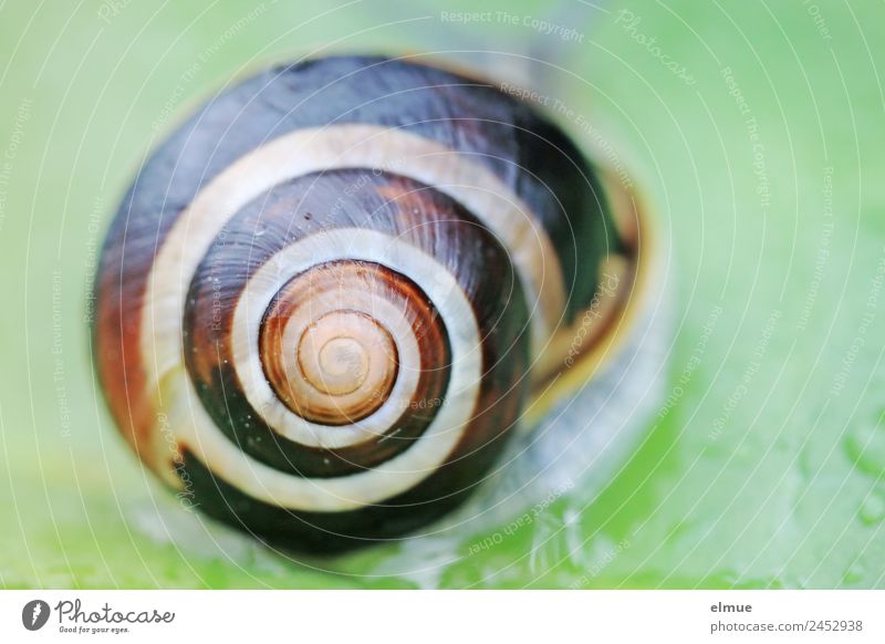 Gartenschnecke XVIII Wildtier Schnecke Schneckenhaus Spirale @ Drehgewinde rechtsdrehend Strukturen & Formen elegant trendy trashig Zufriedenheit Gelassenheit