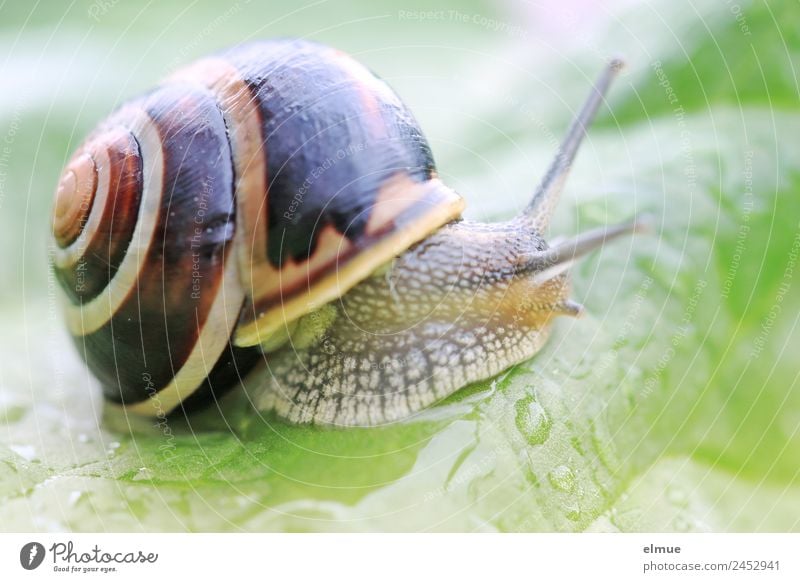 Gartenschnecke XVI Blatt Wildtier Schnecke Schneckenhaus Stielauge Fühler Spirale Schleimer Drehgewinde Rückzug schleimig Willensstärke Mut Tatkraft Schutz