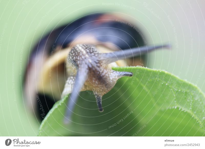 Gartenschnecke XV Umwelt Natur Blatt Wildtier Schnecke Stielauge Fühler Schneckenhaus Bewegung entdecken Blick schleimig Willensstärke Gelassenheit geduldig