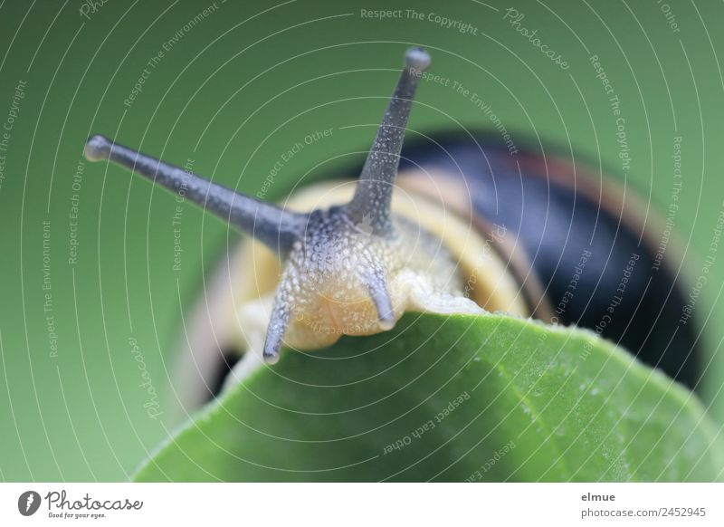 Gartenschnecke XIV Blatt Wildtier Schnecke Stielauge Fühler Schneckenhaus Schleimer Blick Spitzel Spirale Bewegung authentisch natürlich schleimig Mut