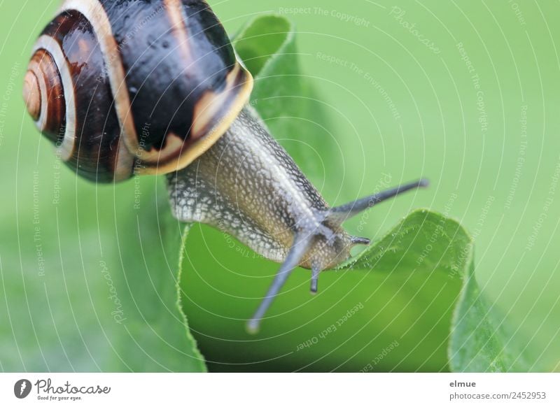 Gartenschnecke X Blatt Wildtier Schnecke Fühler Stielauge Schneckenhaus Weichtier Spirale Drehgewinde Schleimer Bergkamm Risiko einzigartig schleimig Optimismus